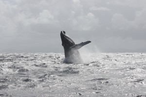 кит 5646