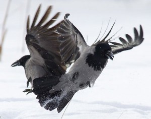вороны