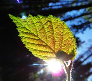 0_a7369_418264db_orig