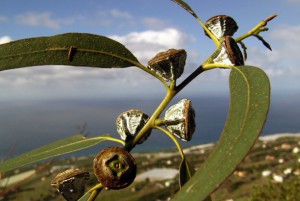 max-l-eucalyptus-graci